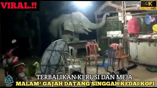 Gajah Masuk Kampung, 'TERJAH' Kedai Kopi di Kelantan