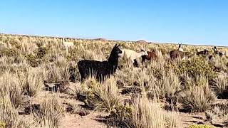 Lhamas no Altiplano Boliviano.