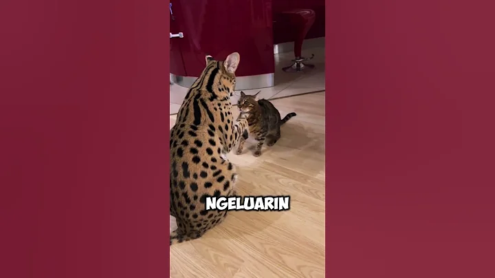 Video 11570221: serval, african wild cat, cat gently, cat attacks, cat house