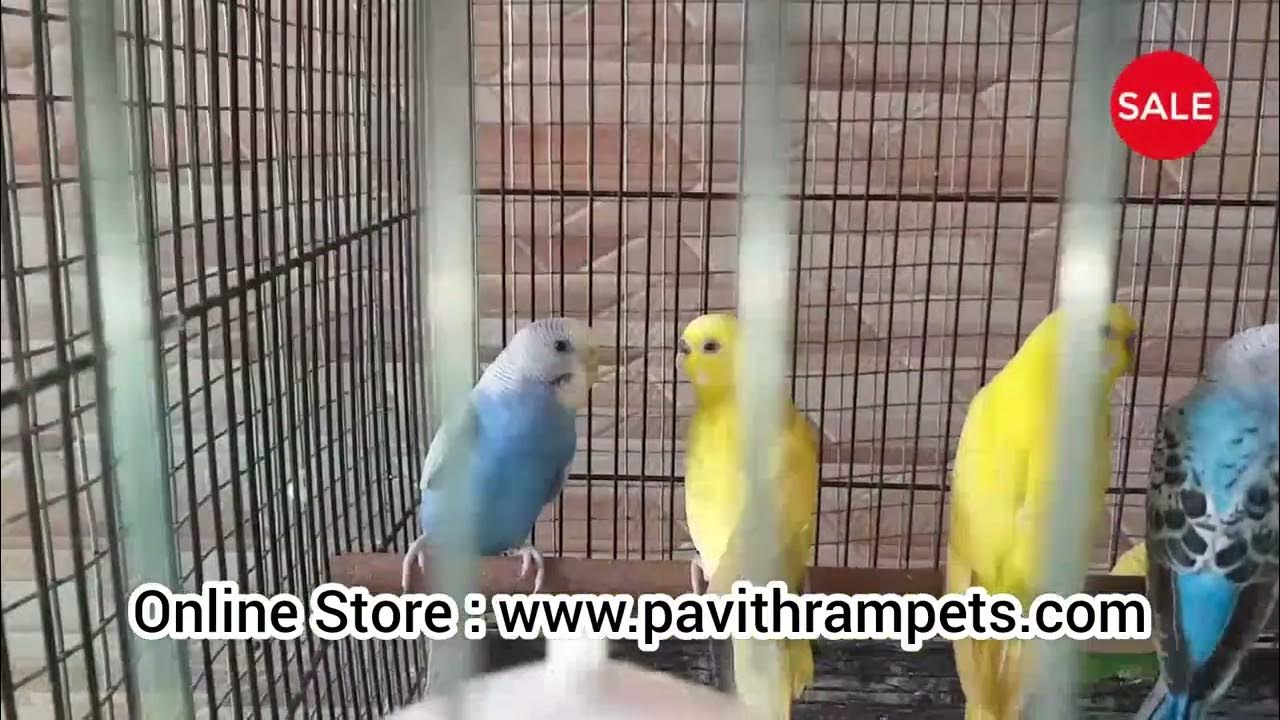 SALE PAVITHRAM PETS & BIRDS FARM, COIMBATORE. YouTube