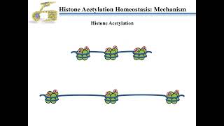Histone acetylation and deacetylation mechanism