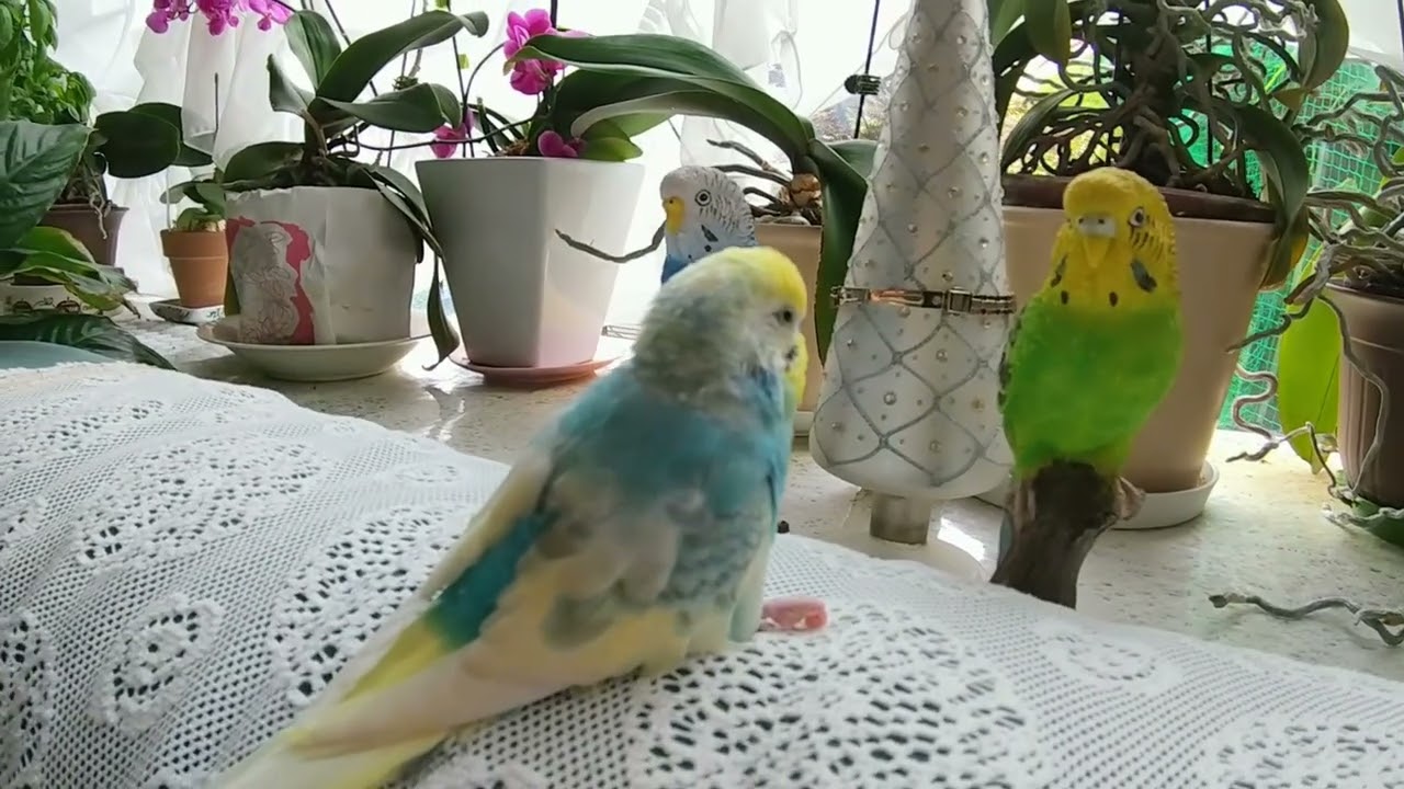 あと、2か月で13歳のセキセイインコのチロロ