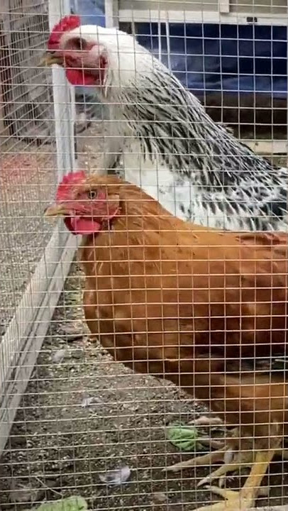 Ayam berkokok seperti ayam jantan