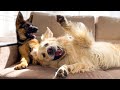 German Shepherd Puppy and Golden Retriever Playing on the Sofa