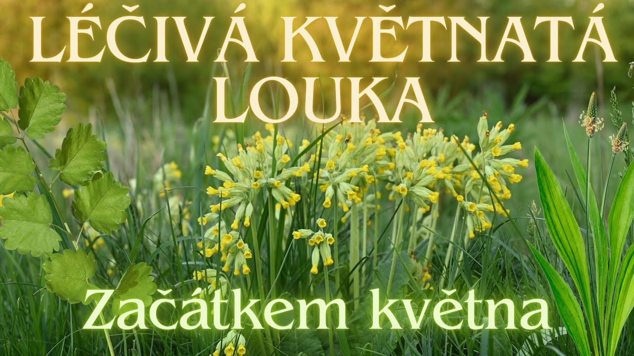 Léčivá LOUKA a švýcarský čumák ZAČÁTKEM KVĚTNA