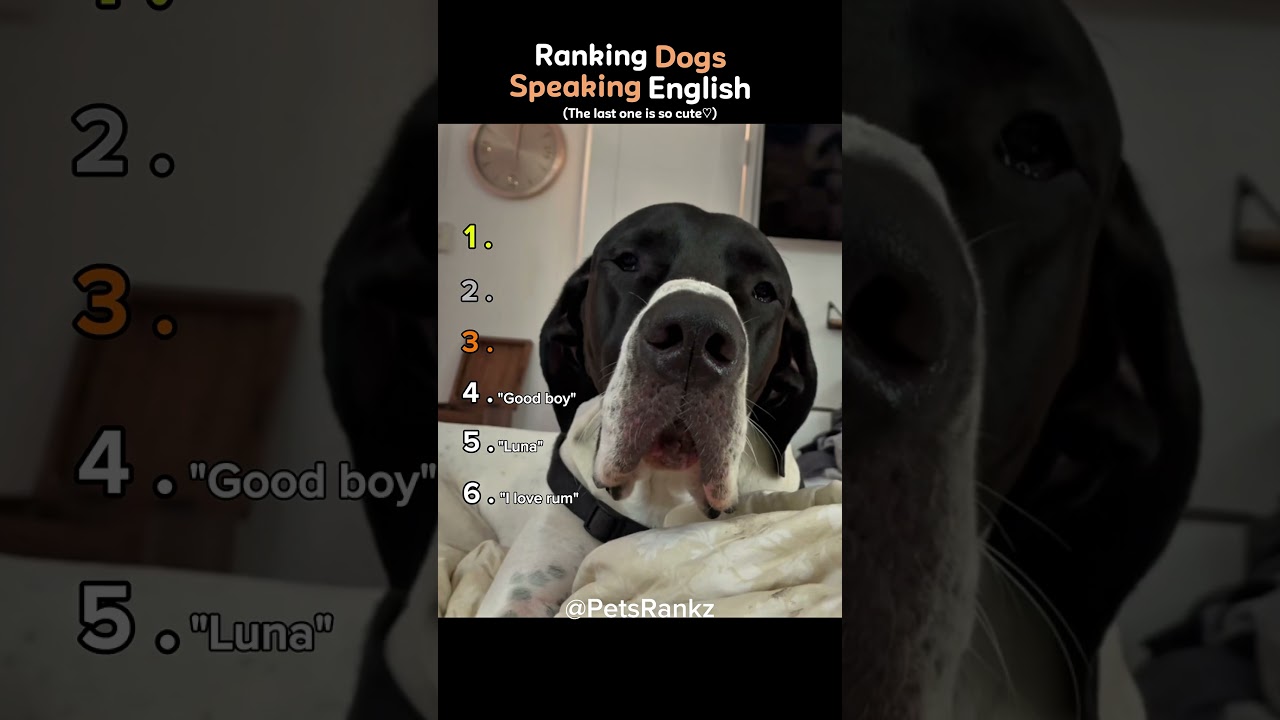 Ranking Dogs Speaking English 🐶🎙️ (You Won’t Believe No.1) #shorts
