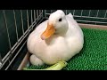 優しくて可愛いモコちゃん(コールダック)