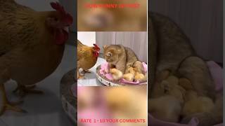 Hen Vs Cat Very Funny Video #Funny #Pets #Animals #Shorts