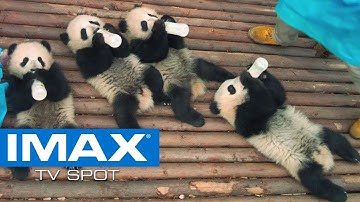 Pandas IMAX® TV Spot