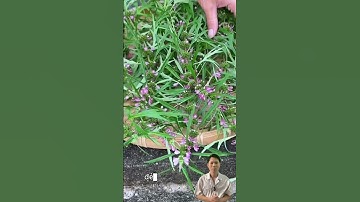 Ích mẫu #duoclieu #duocsihung #ichmau