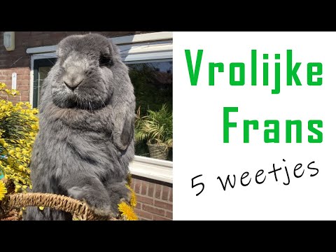 Video: Mini Lop