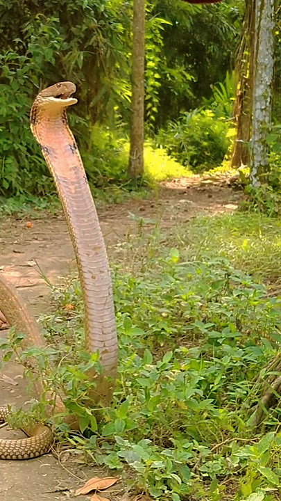 bikin merinding ular ini bisa berkokok #viral #ularbertapa #shortvideo #youtubeshorts #suaraular