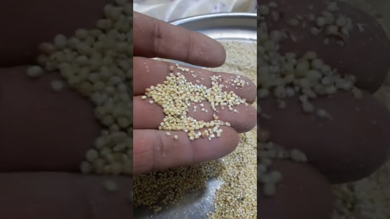 تحضير خلطة لزق افراخ الكوكتيل او الغندور او طير الحب سهله وبسيطه