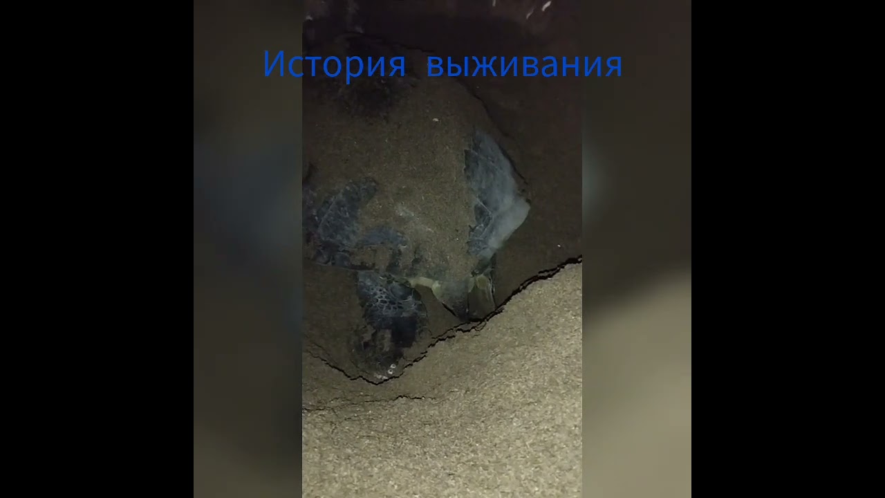 история выживания-Survival Story