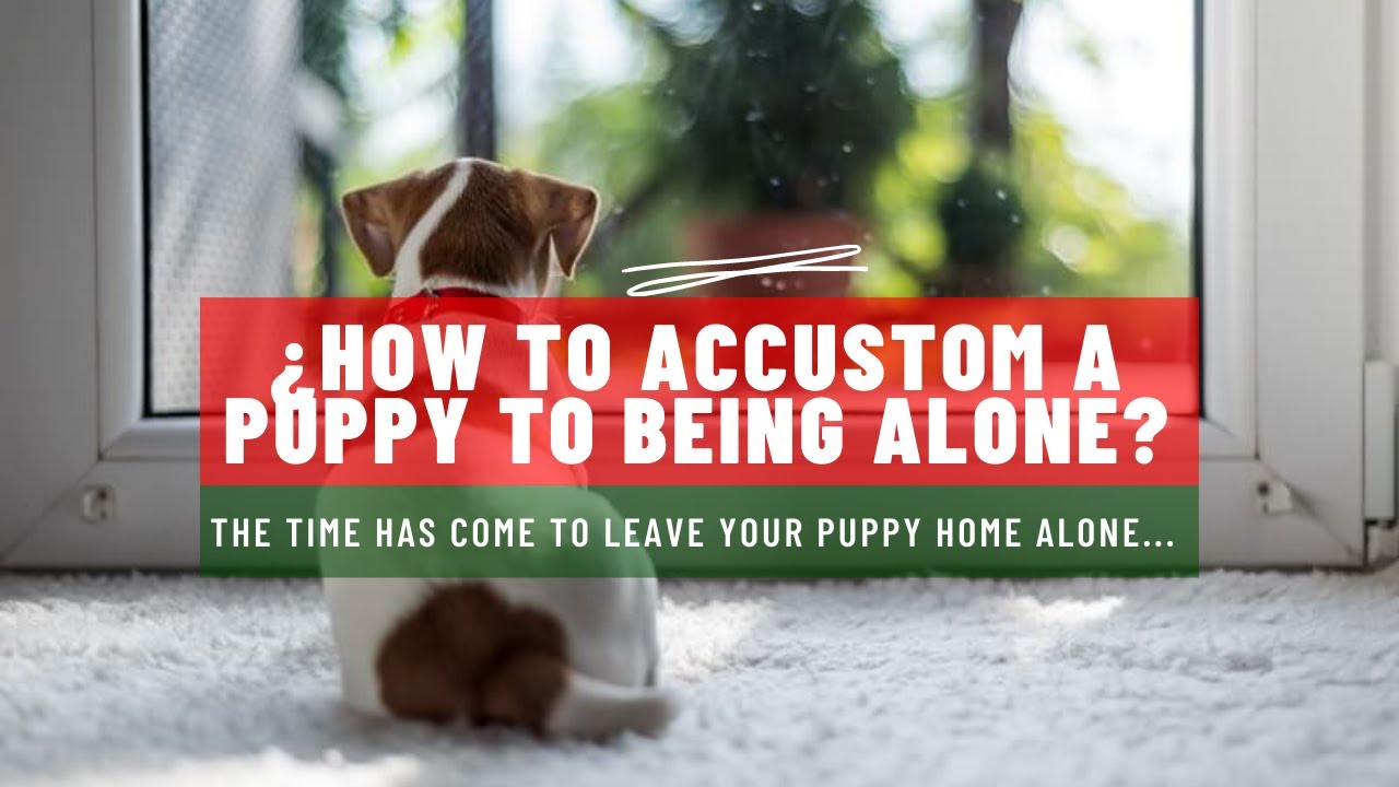 🐶☝ ¿How To ACCUSTOM A PUPPY To Being Alone? YouTube