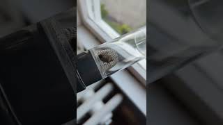 This Only Tool I Trust To Get Rid Of Stink Bugs Product In Description