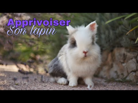 Vidéo: Comment Apprivoiser Un Lapin Décoratif