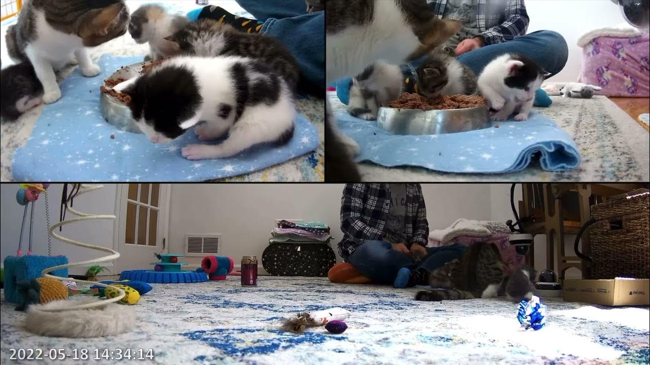 18th May 2022. The Tiny Bread kittens. Eating, nursing and learning how