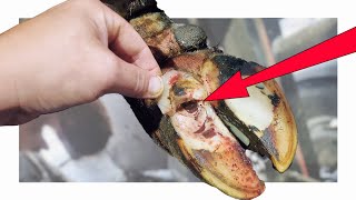 INSTANT RELIEF as SOLE FRACTURE BURSTS OPEN on COWS HOOF!