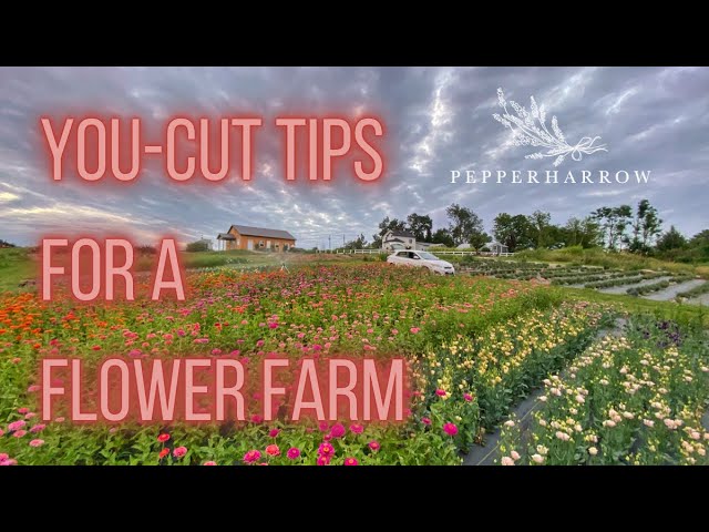 FULL BLOOM FLOWER FARM!, PepperHarrow