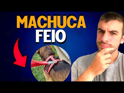 Vídeo: As melhores coleiras para diferentes tipos de cães