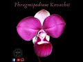 Phragmipedium kovachii J.T. Atwood, Dalström et Ric. Fernández (2002)