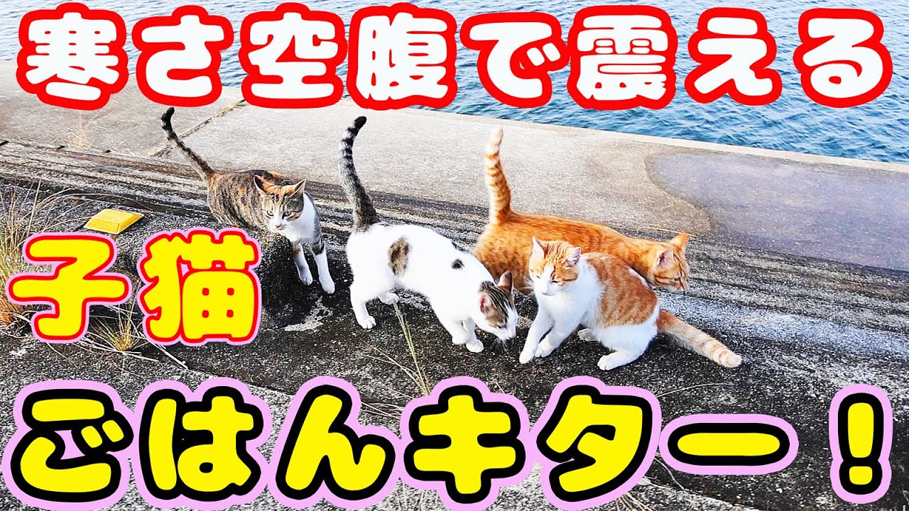 子猫とガリガリ母猫にごはんを持っていくとめちゃくちゃ喜んだ