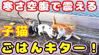 子猫とガリガリ母猫にごはんを持っていくとめちゃくちゃ喜んだ