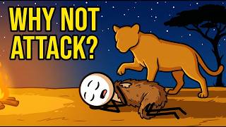 Why Predators Don't Attack Sleeping Humans (The Ancient Reason)