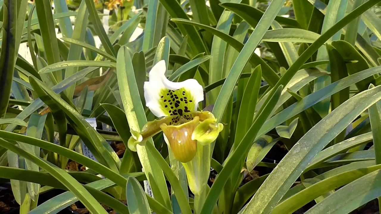 paph exul