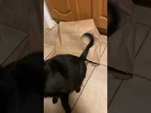 Mischievous Black Cat Traps Brother While Parents Try To Help!