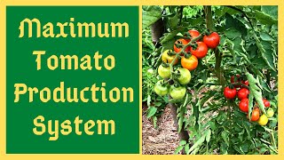 I'll Never Grow Tomatoes The Old Way Again  Tomato Trellis System For Maximum Quality & Production