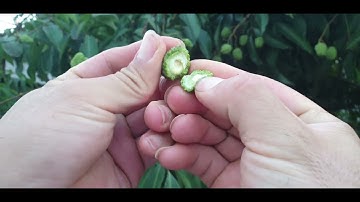 Nắng Nóng Và Tét Thử Lép Hạt Vải Thiều Lục Ngạn l Núi Đồi Lục Ngạn