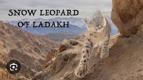 Incredible Snow Leopard Hunting Technique | Snow Leopard: Beyond the Myth |