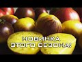 ТОМАТ, СРАЗИВШИЙ МЕНЯ НАПОВАЛ!!! НОВИНКА ИЗ СЕРИИ &quot;ЗВЁЗДНЫХ ИСТРЕБИТЕЛЕЙ&quot;!