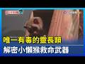 唯一有毒的靈長類 解密小懶猴救命武器【發現科學】