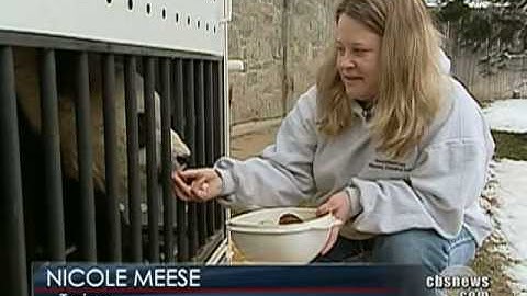 Giant Panda Returns to China