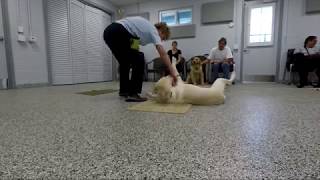 Bentley Rolling Over - Dogs For Life