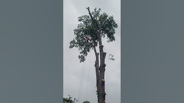 ash tree removal descending branch with ropes safely #treeclimbing #treeremoval #chainsaw #outdoors
