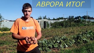 Аврора итог посада, выкапываем, собираем, плюс хранение.