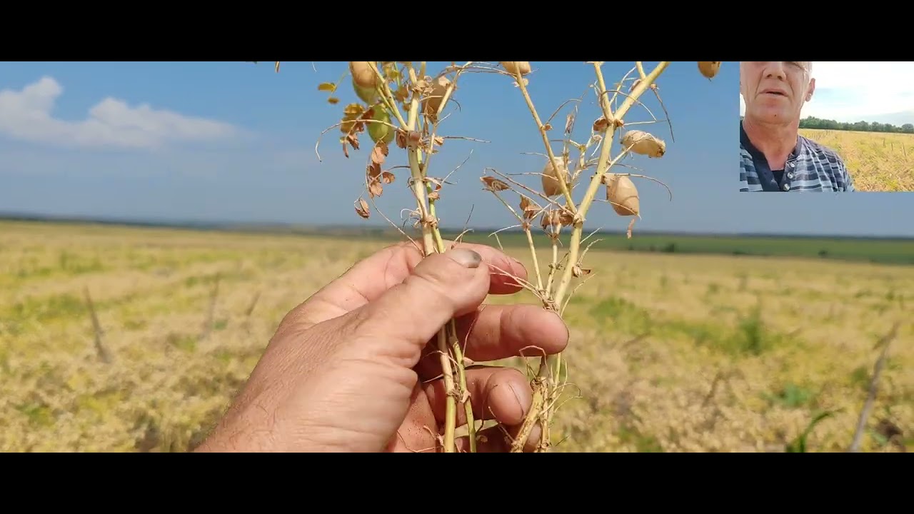 Нут Боковский белосемянный готовится к уборке