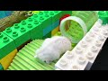 🐹 Hamster Escape Maze with Traps 😱[OBSTACLE COURSE]😱