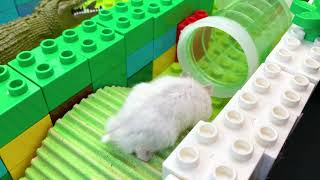 🐹 Hamster Escape Maze with Traps 😱[OBSTACLE COURSE]😱 by Love Hamster - Other Pets 2,814,582 views 3 years ago 9 minutes, 1 second