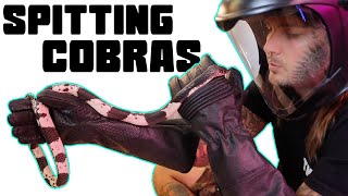 Spitting Cobras are growing like WEEDS!! | Tyler Nolan