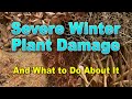 Severe Winter Plant Damage and What to Do About It – Family Plot