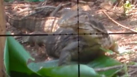 BERBURU BIAWAK - pest control - SHOOTER ERWINDELON
