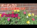 【花】ポーチュラカの育て方・切り戻し