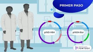 Trigo HB4