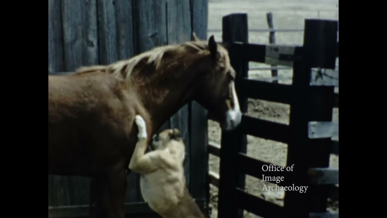 A TENDER DISPLAY OF AFFECTION BETWEEN A DOG AND A HORSE