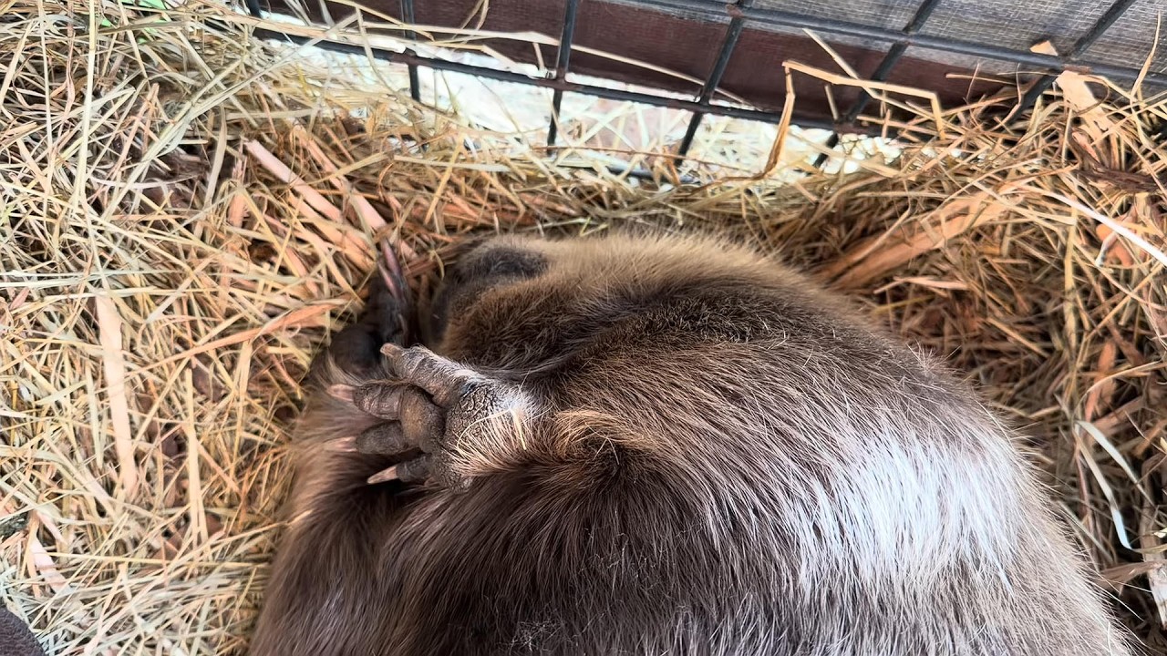 A beautiful beaver day (with a sleepy Tulip, Blossom chaos and the beavers' pet lizards)